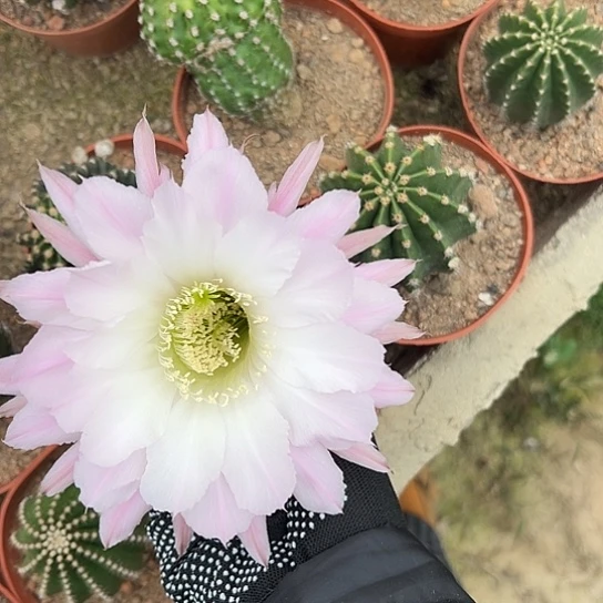 陈*兜实生彩草5677888