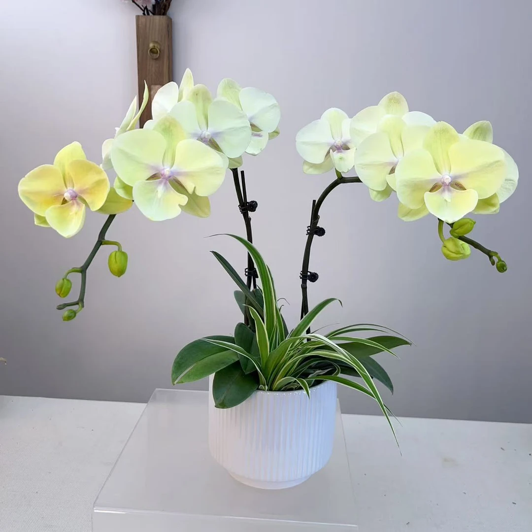 【香水柠檬01】精品蝴蝶兰室内花卉好养活