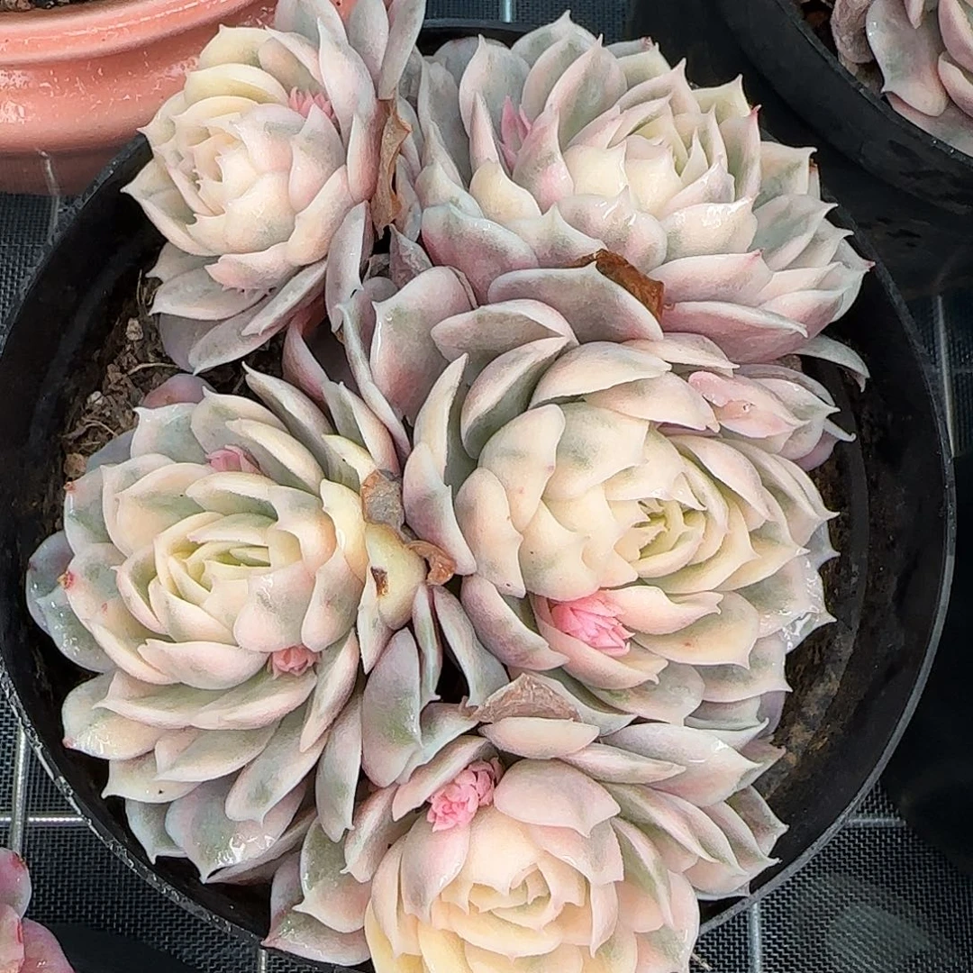 从前慢甄选多肉编号昂斯诺锦群