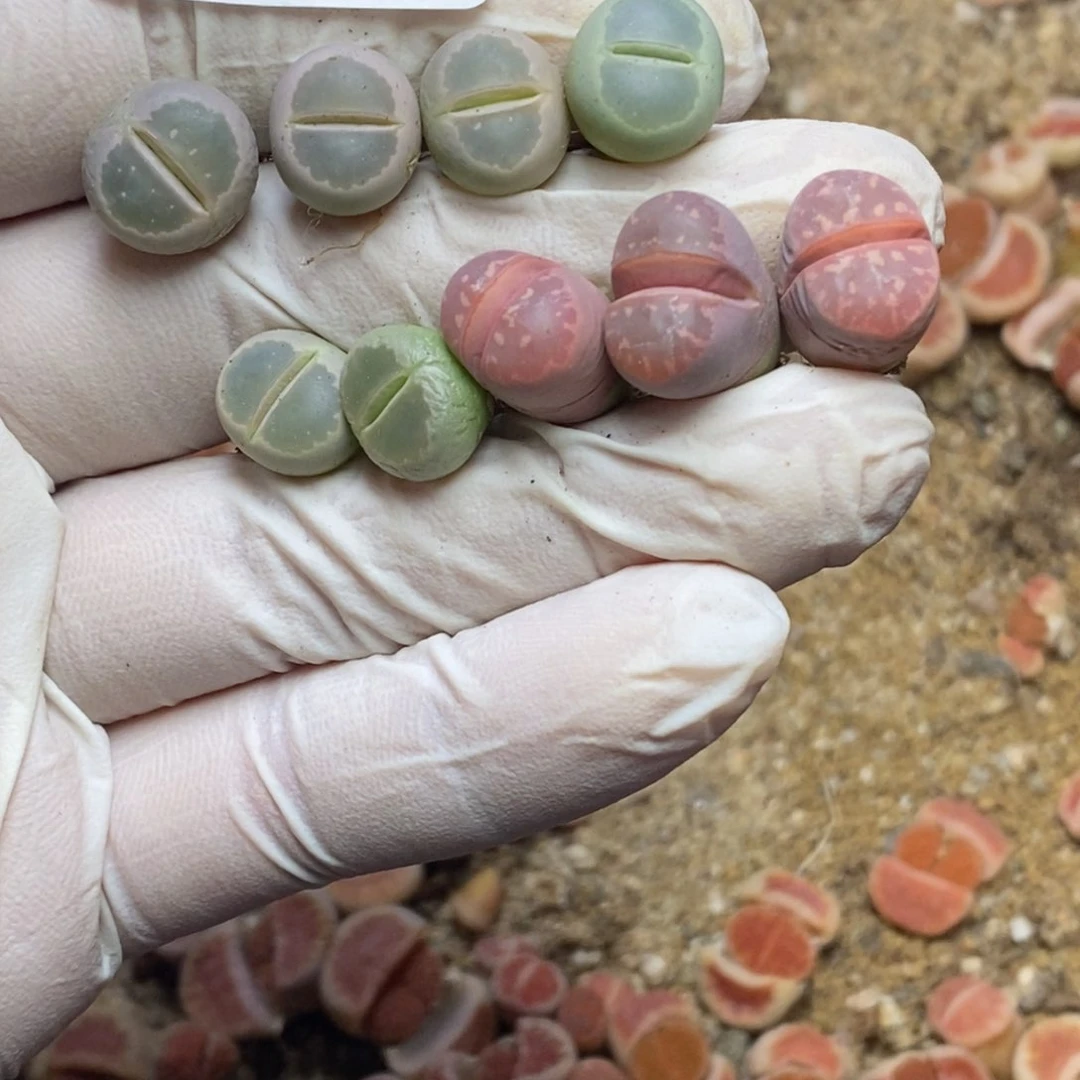 苹*?0522。零下拍保温。