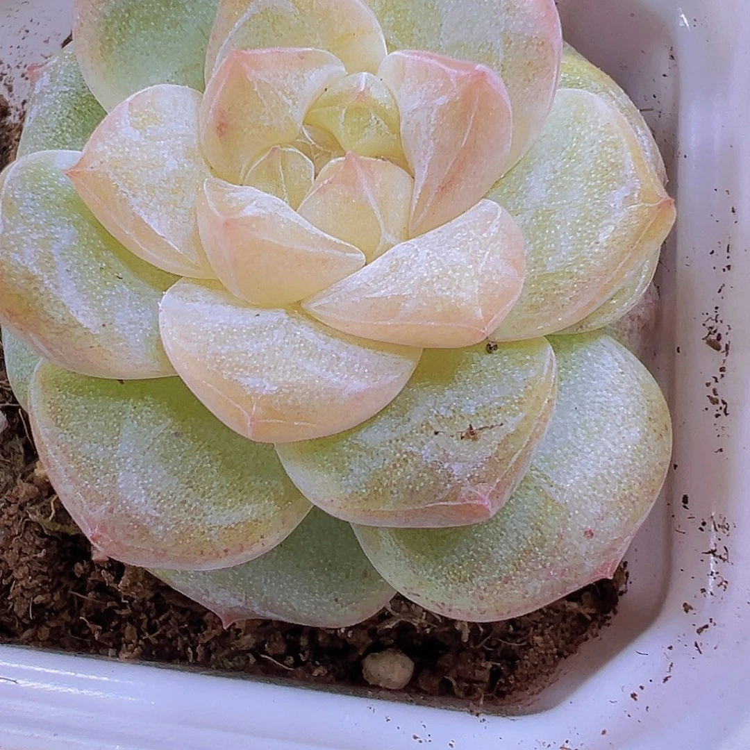 冰钻19包邮多肉植物