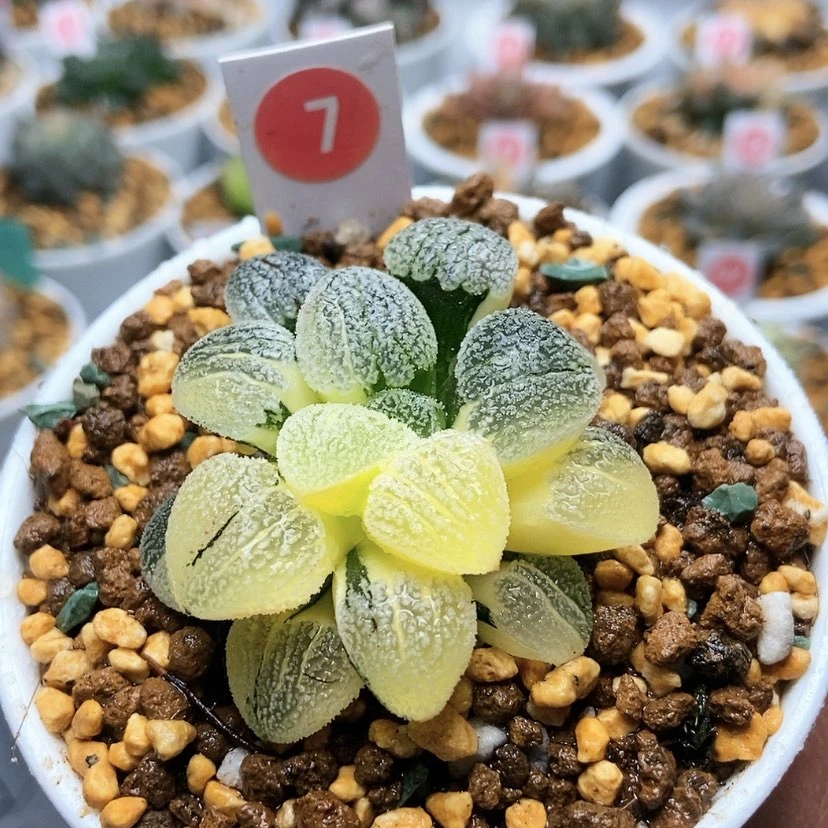 【闪购商品】7雪之理锦