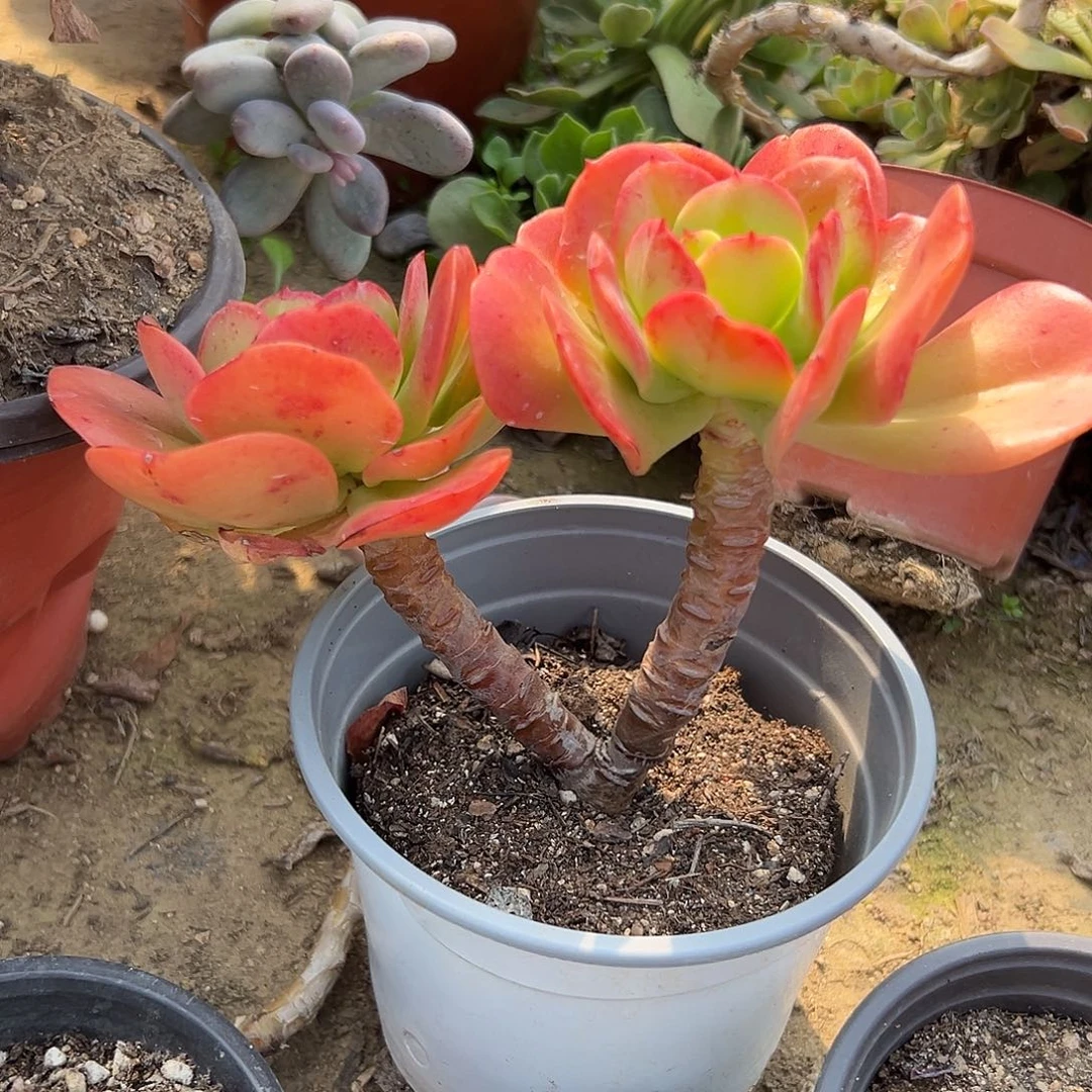 多肉植物红梅老庄