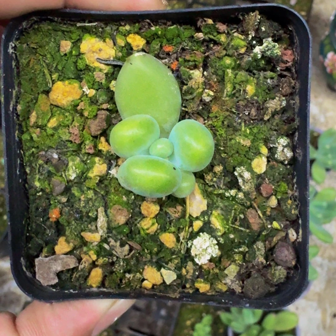 刚果奶 叶插 一物一拍