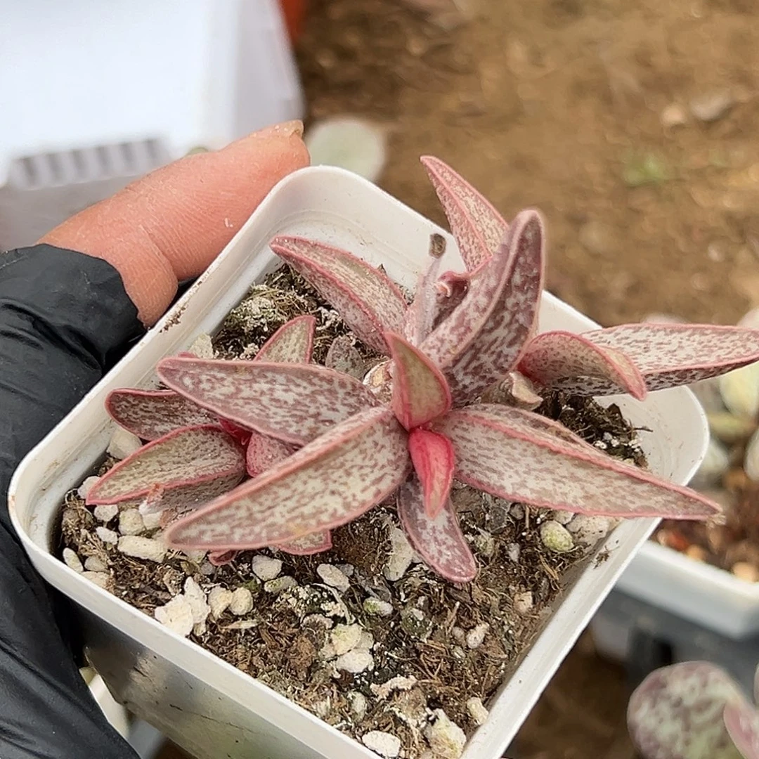 多肉植物红太平水泡