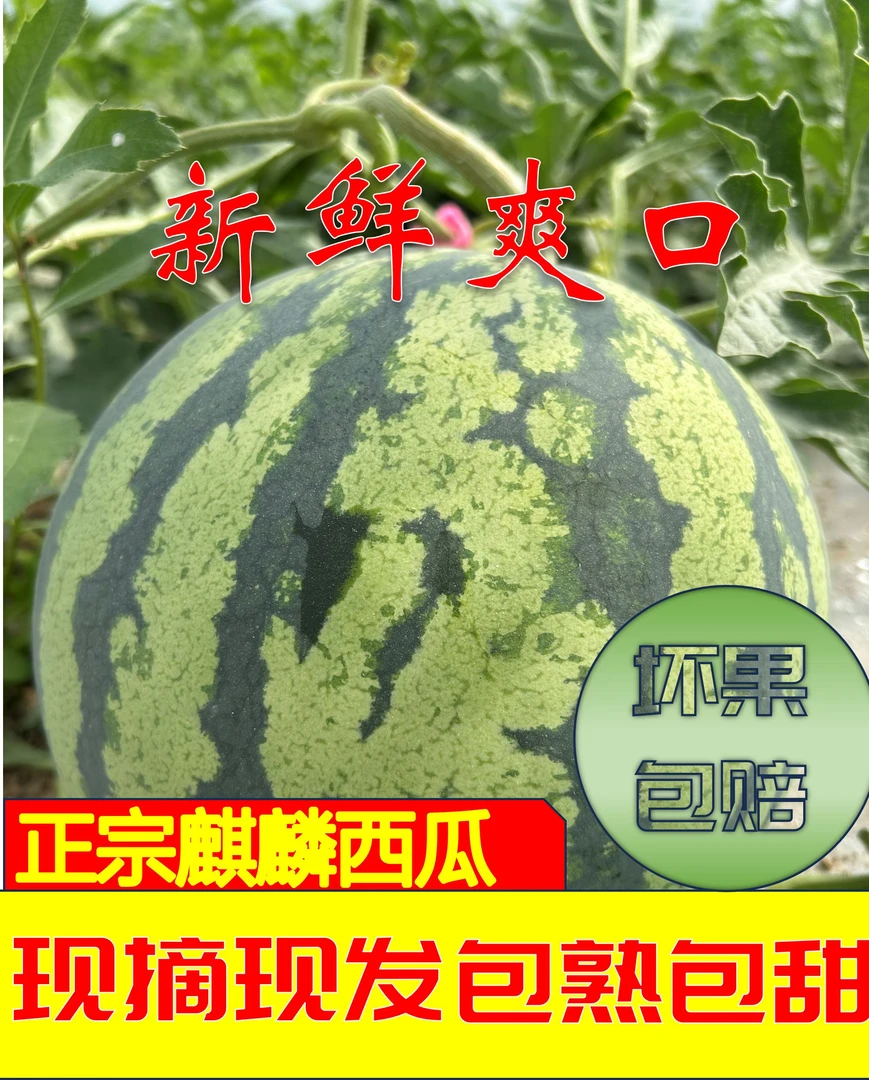 [坏果包赔】现摘现发新鲜正宗冰糖麒麟西瓜美都8428产地直发