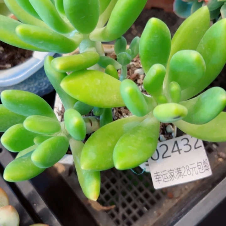 幸运的是我还没遇到过这么