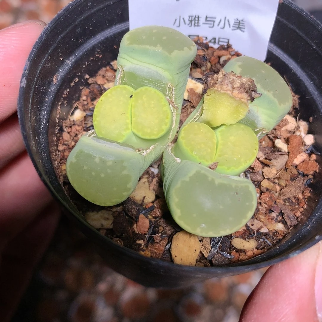 一*A27多肉植物保护
