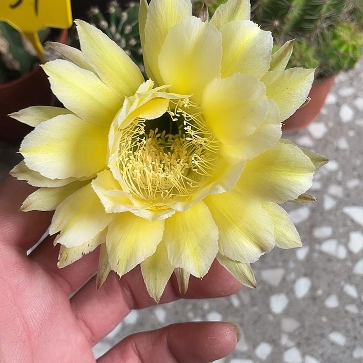 431实生黄白摘花脱土