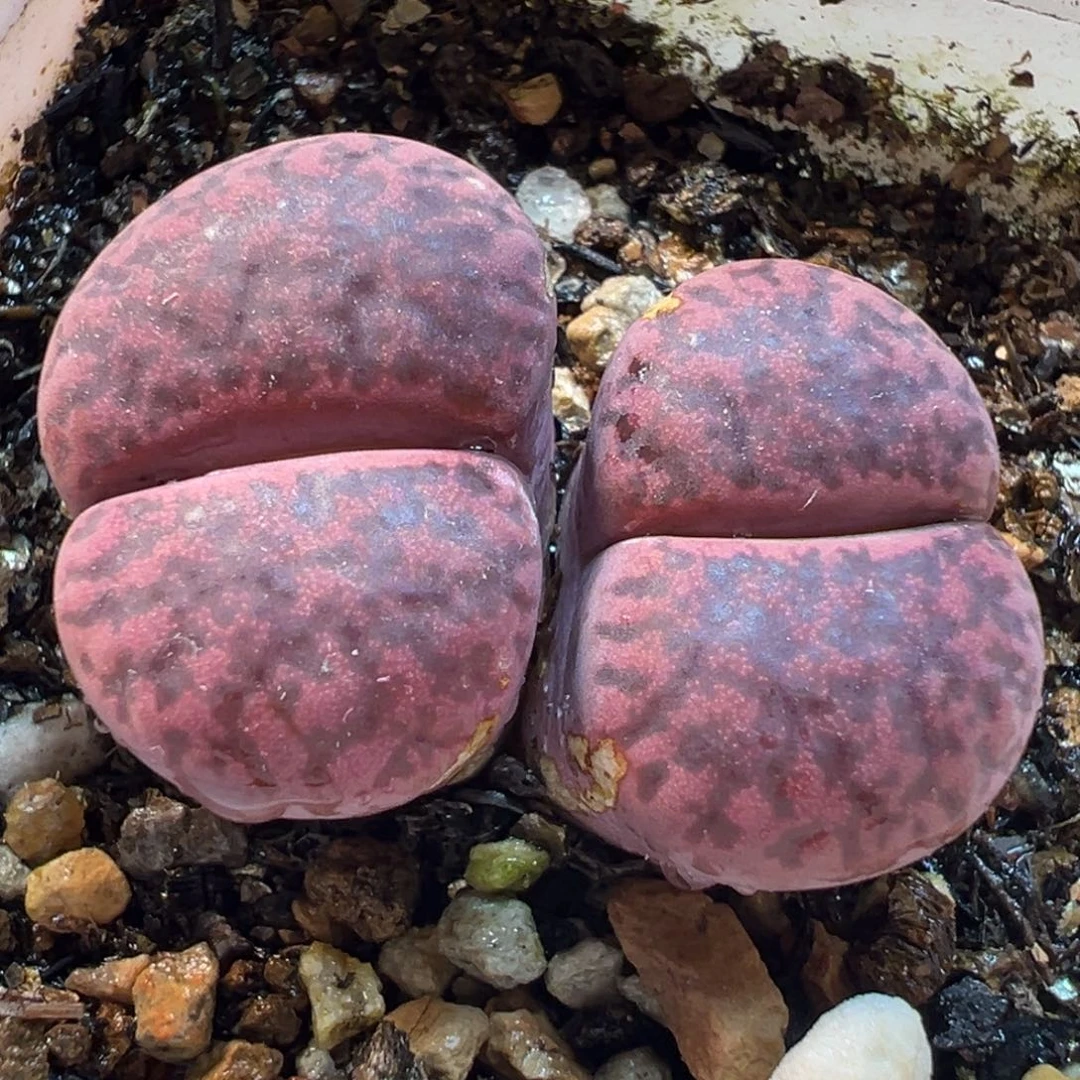 081多肉植物种类多样