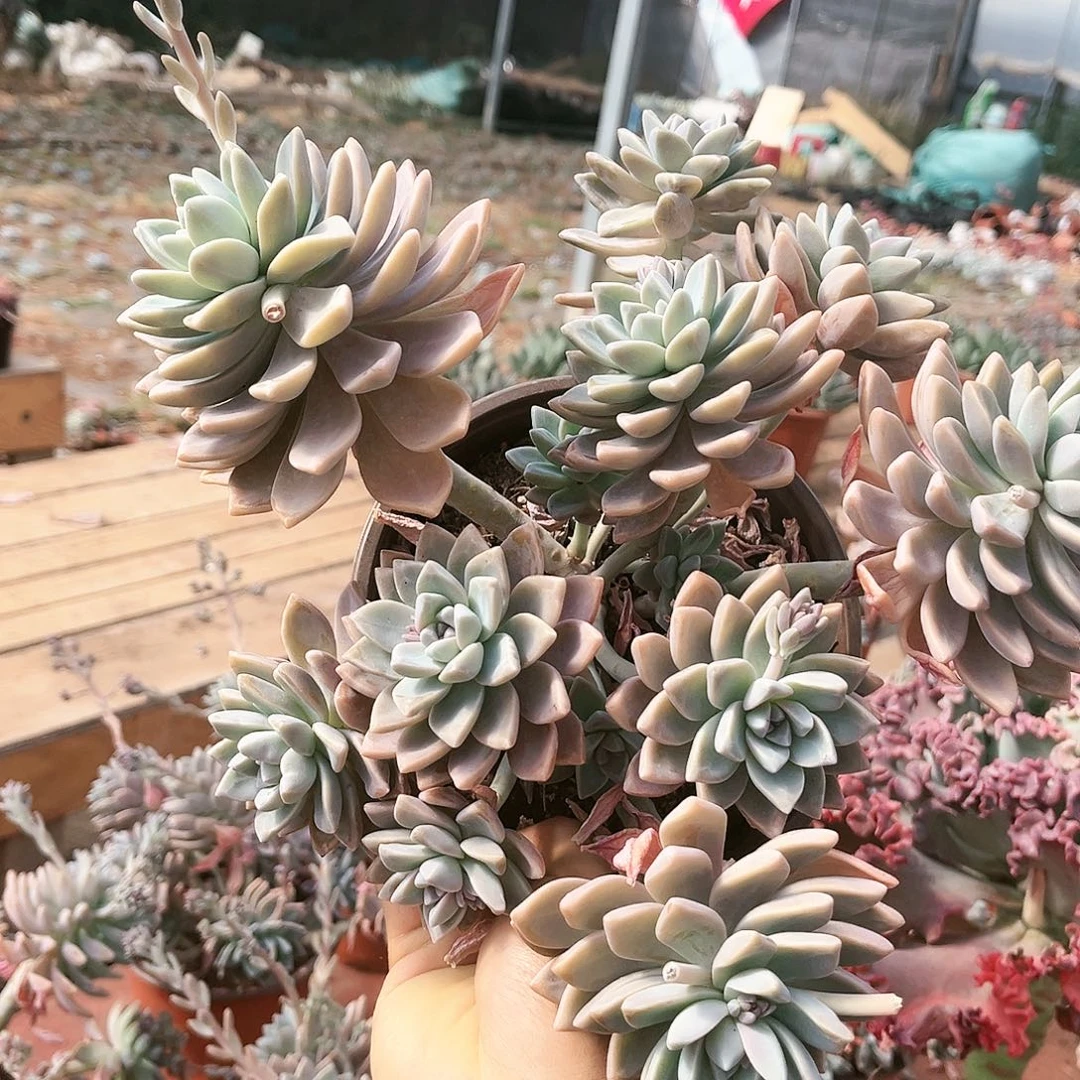 淡雪9.99多肉植物