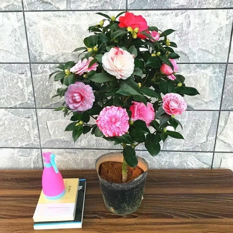 【山茶花苗】茶花苗盆栽花卉绿植物玫瑰花好养四季种开花