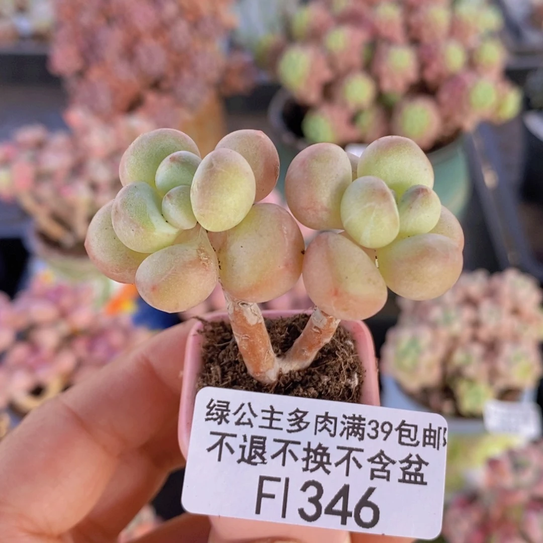萤火虫4cm346多肉植物