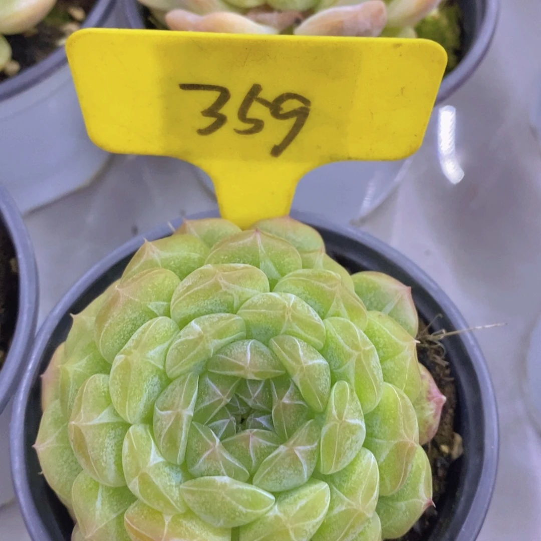 开心多肉专场4，一物一拍