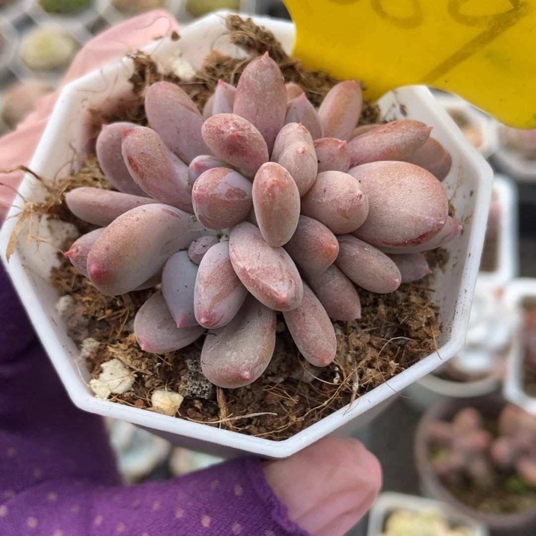 1869灰姑娘多肉植物