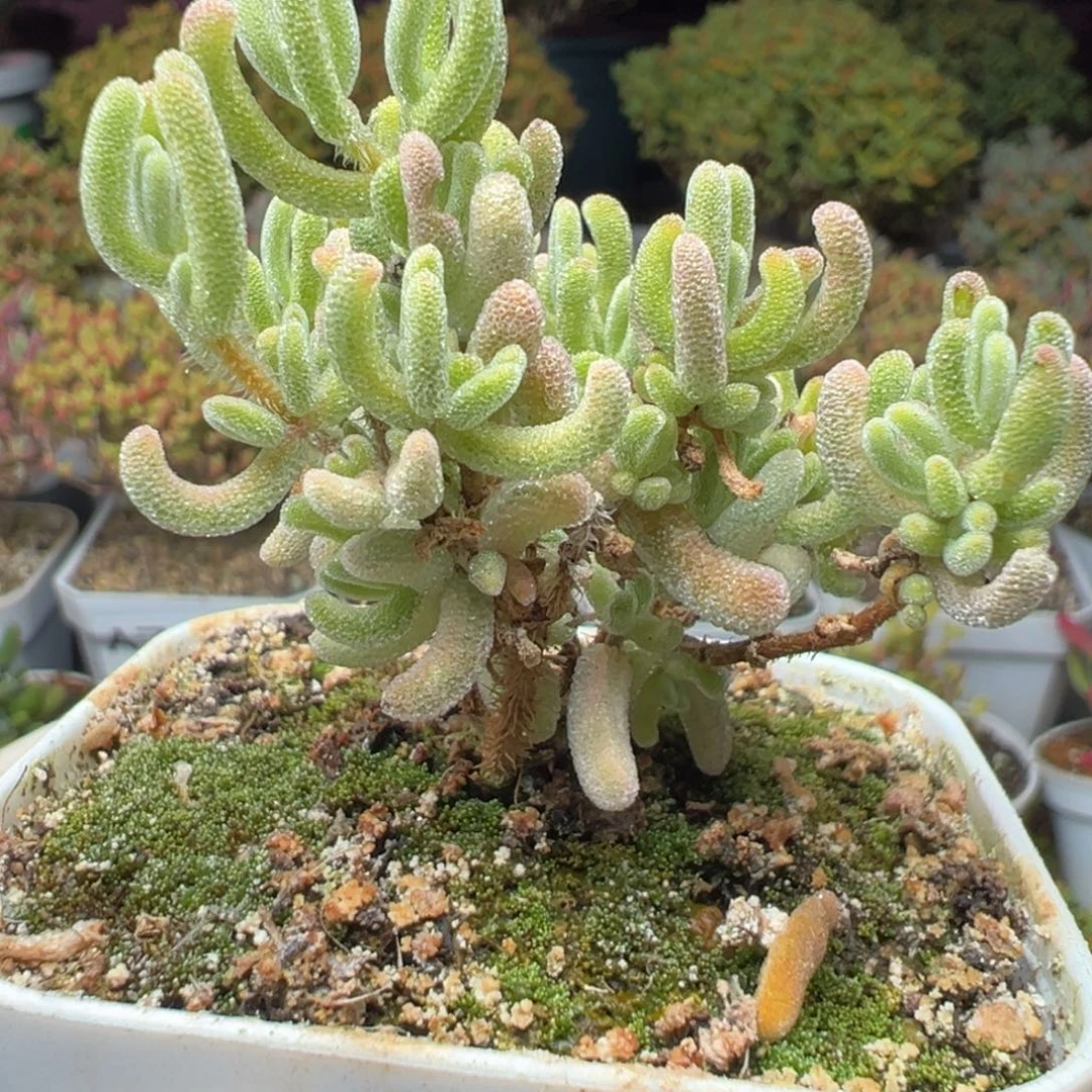 A805白闪光枝干一物一拍