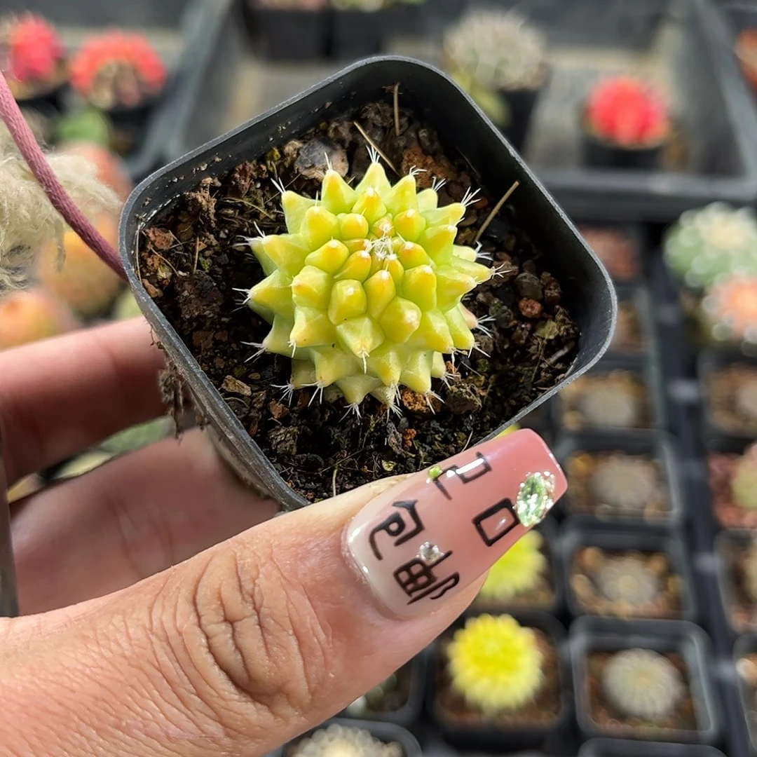 银春锦单头发货单头