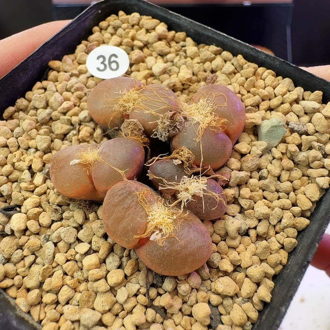 多肉植物福利清盒36