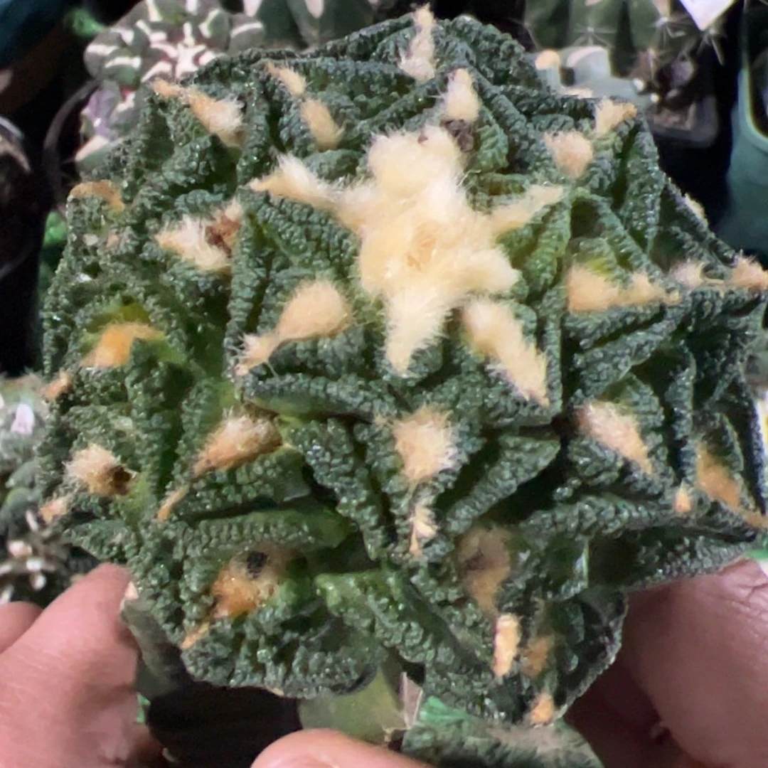 隔尤辛顿牡丹仙人球935