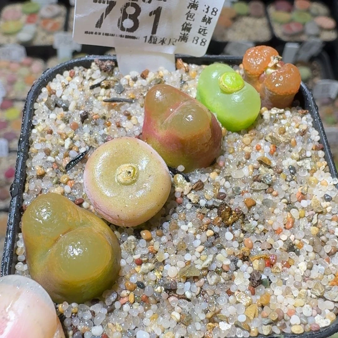 Sss精品便宜出781