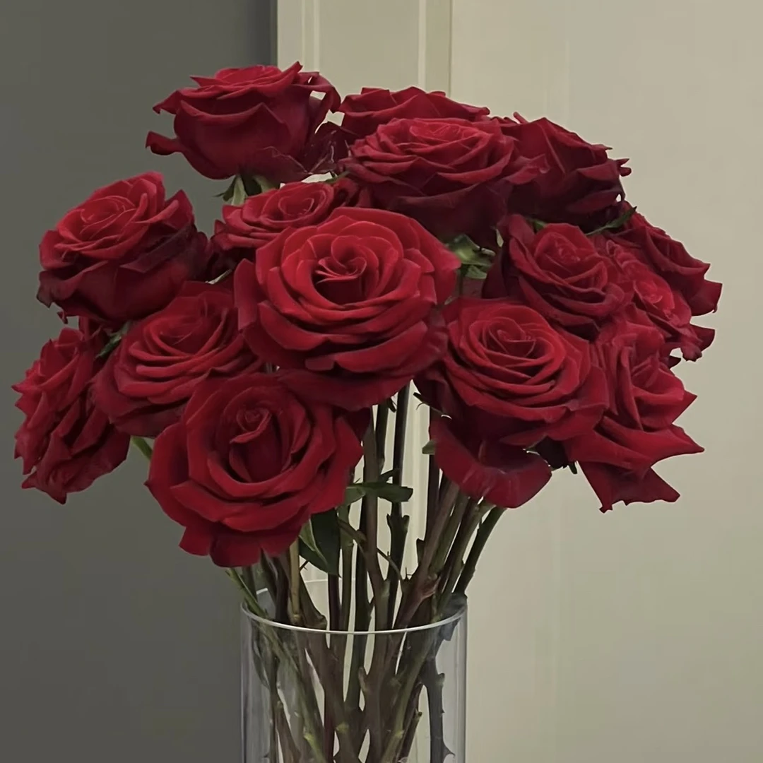 黑魔术暗红色丝绒质感高端切花月季