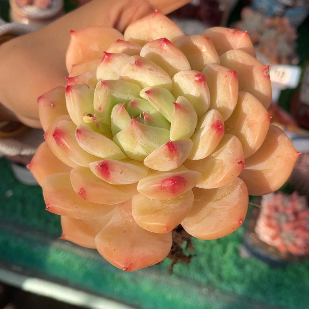 多肉植物盆栽多肉植物