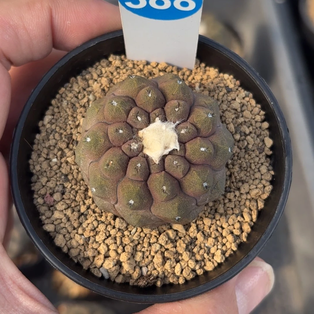 388实生蜥蜴皮带盆带土