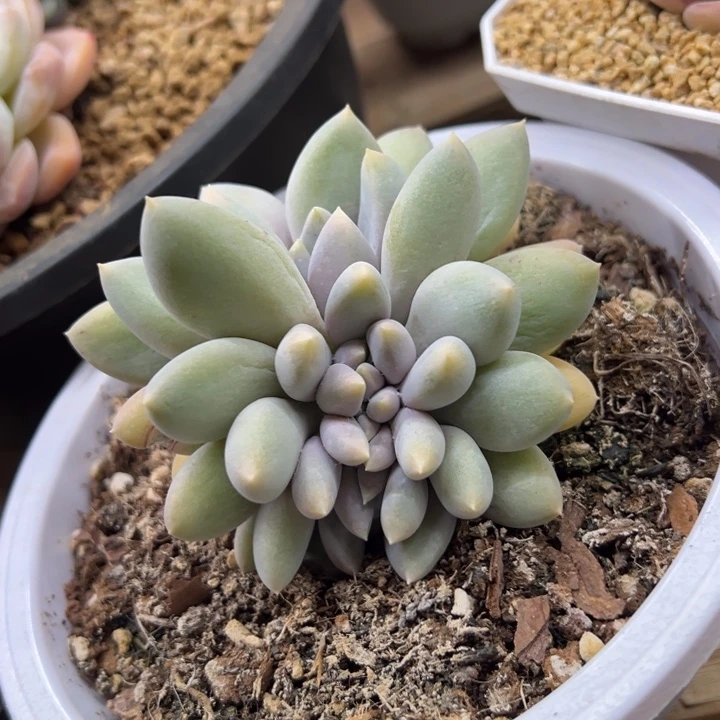 哥特萝莉缀化 夏鸣园艺