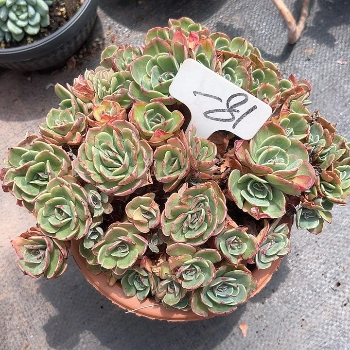 晨语多肉，一物一拍朵朵81