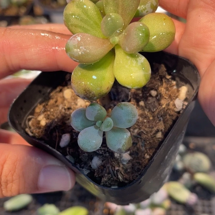 桃蛋白拉丝锦啊啊啊啊啊