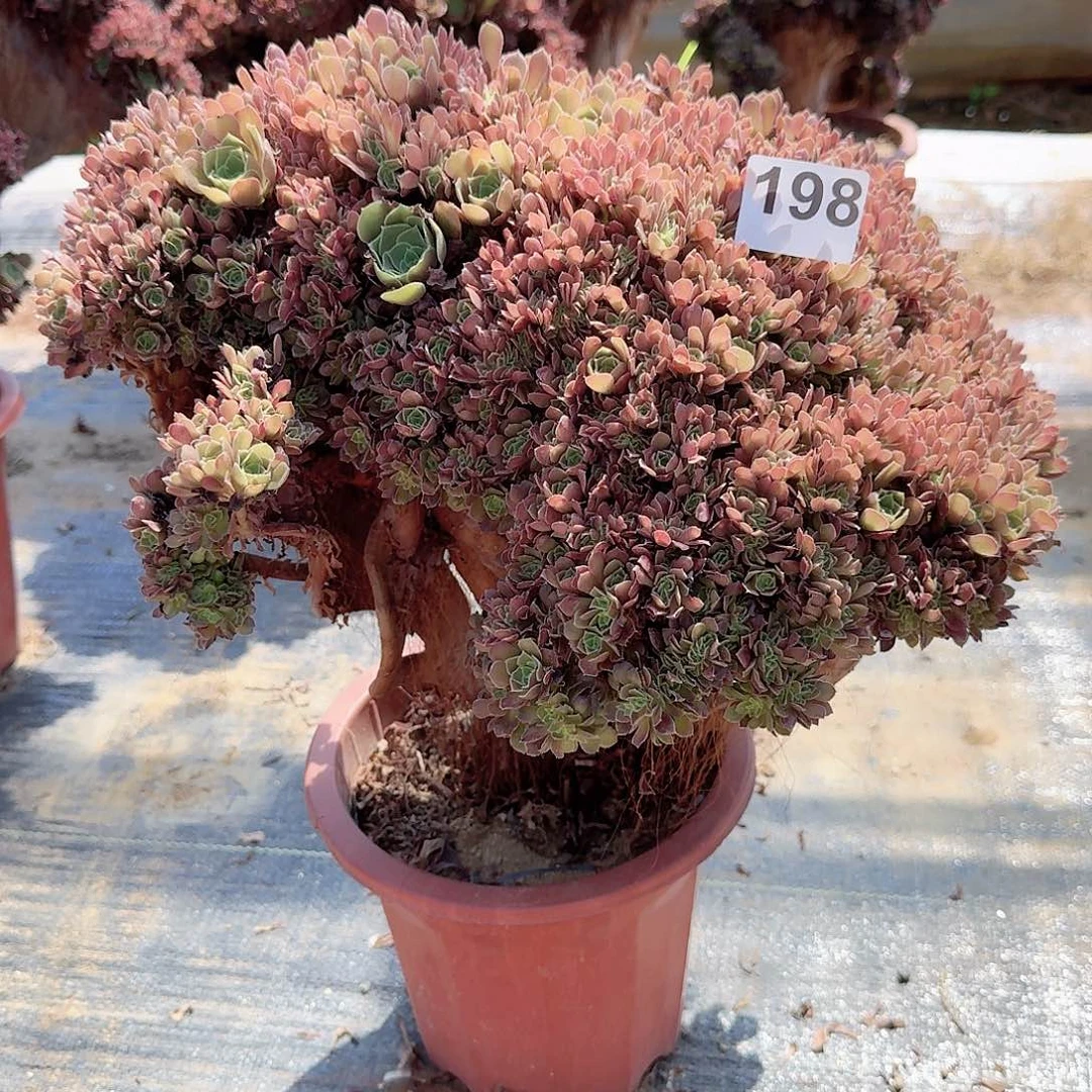 198玫瑰朵朵一颗呀呀