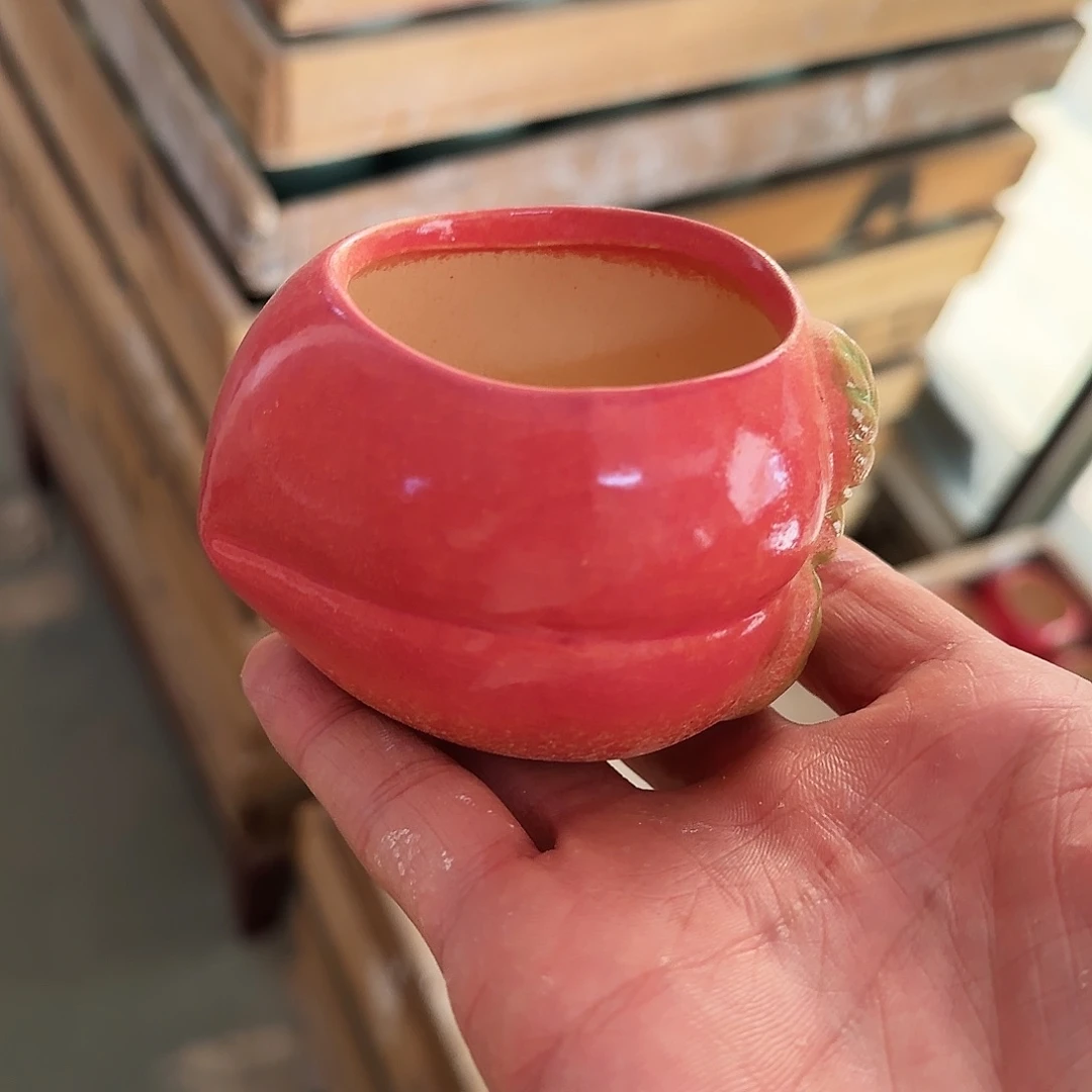 福利局绿植多肉盆［凑9元包邮24小时发］