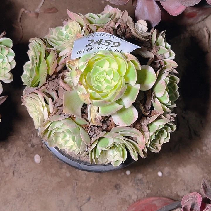 2459海仙多肉植物保护