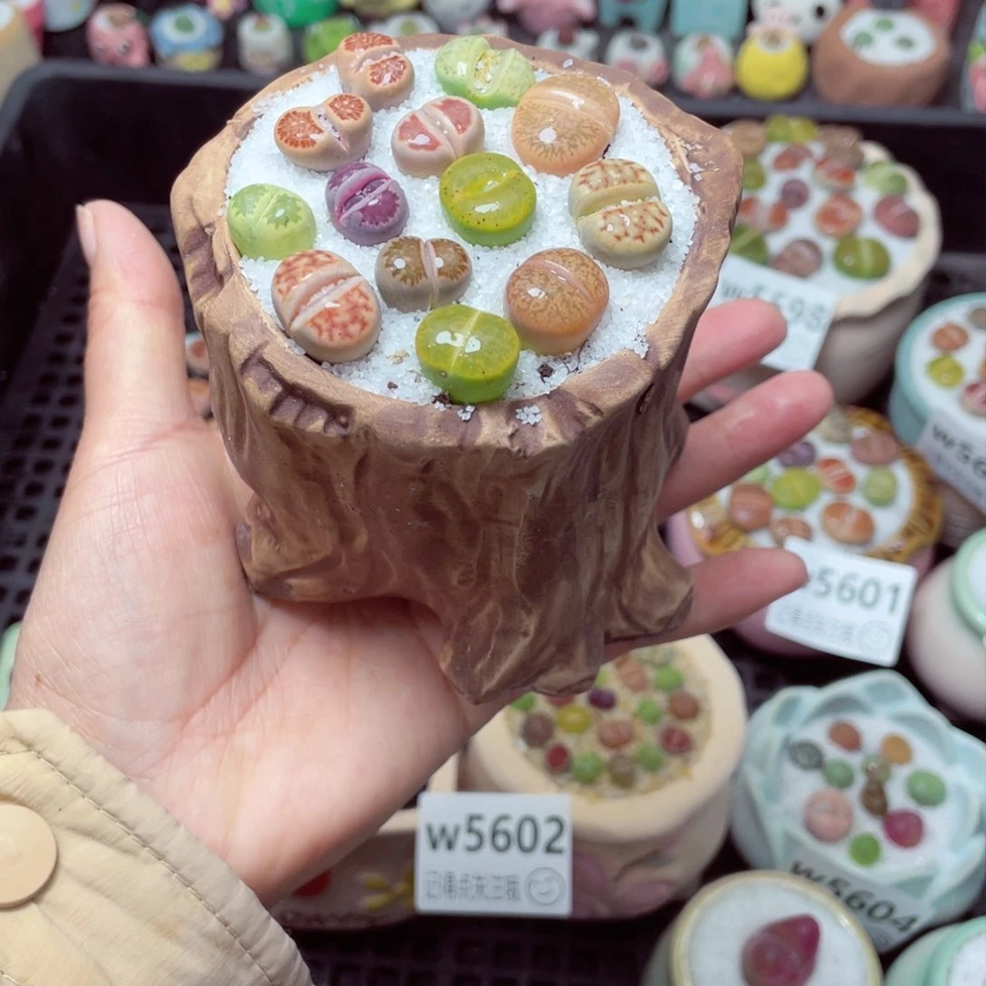 w5610 带盆土发货-零下地区拍保温箱