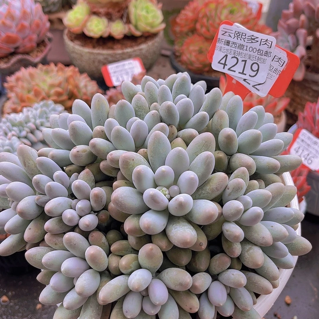 4219汤圆。
