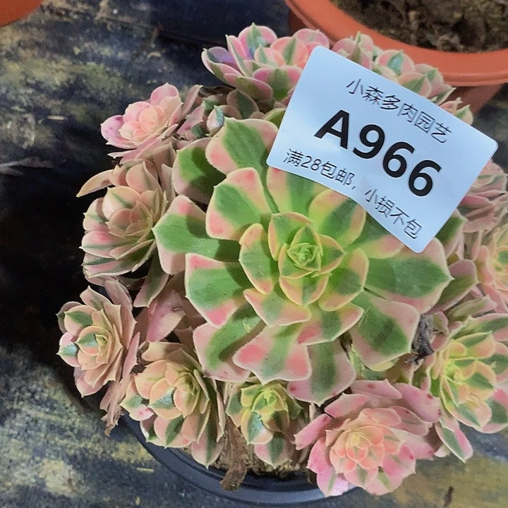 @****?966女巫不包生死