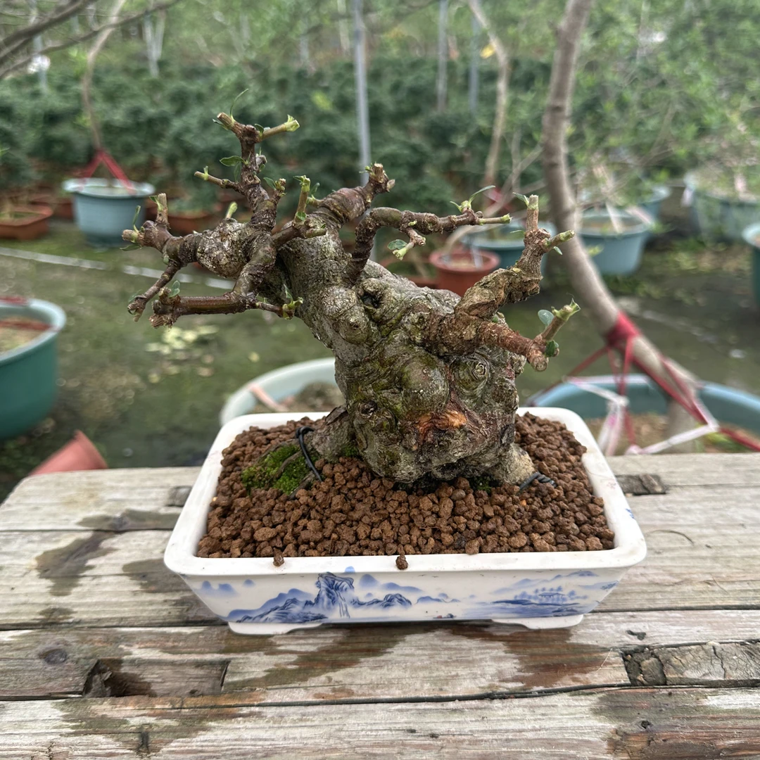 【遇繁花盆景】精品矮霸坨坨栀子花年功盆景