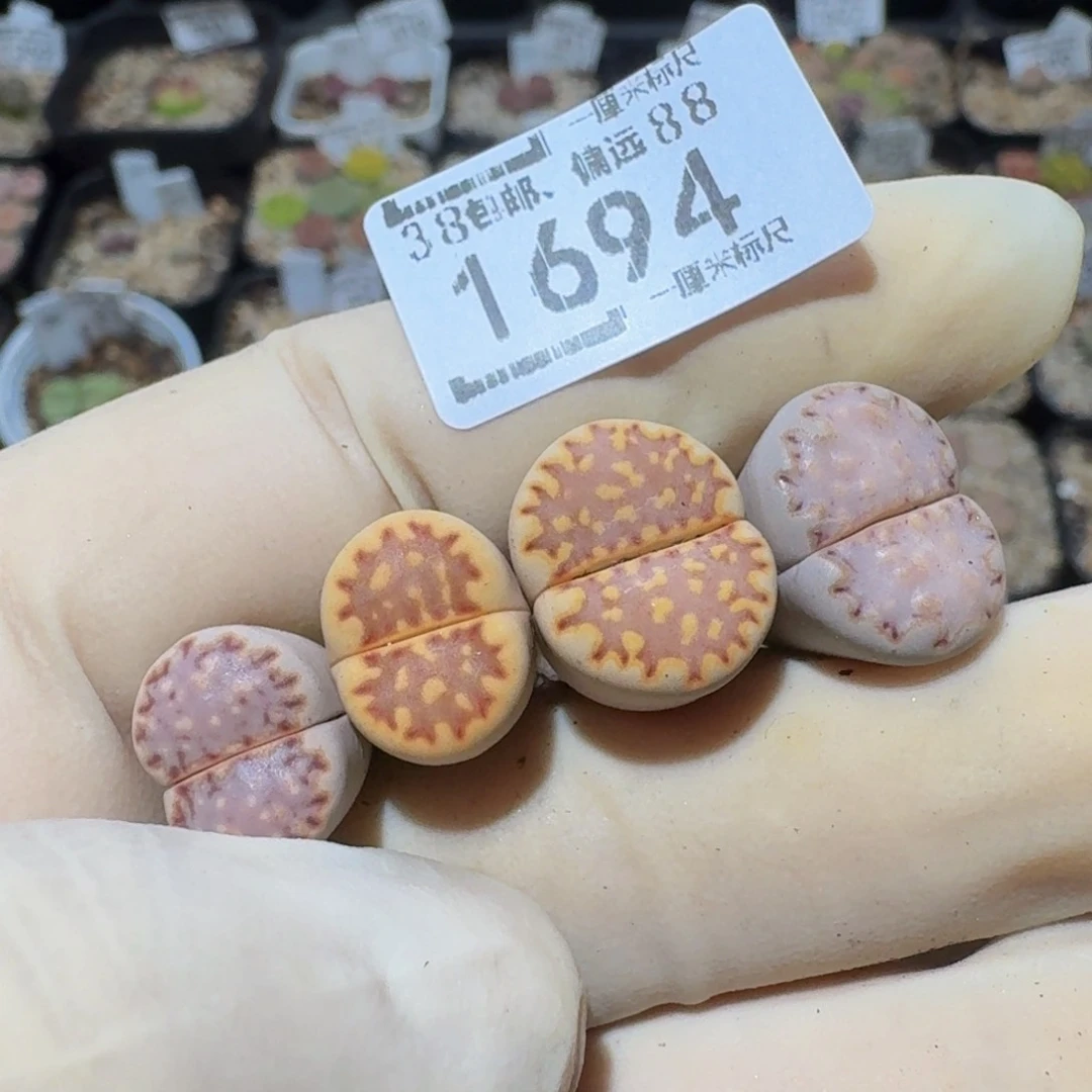 *****zzzz生石花肉锥1694