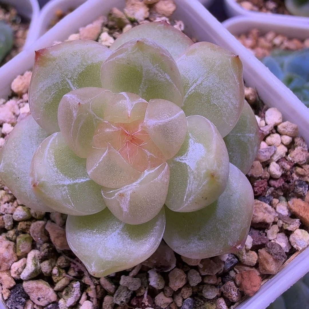 砖石珍泥一物一拍