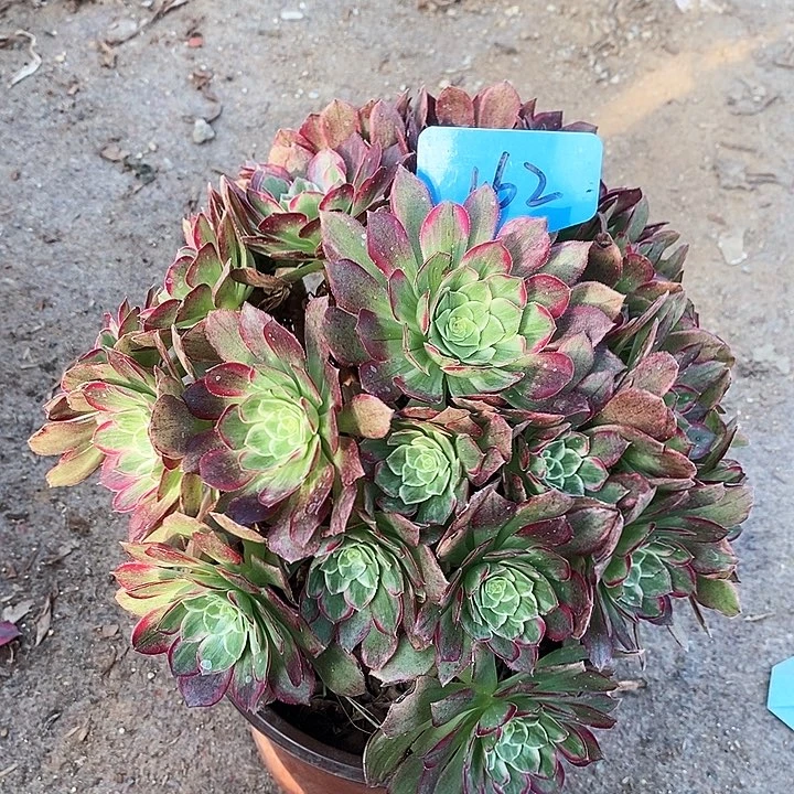 162 一颗万花筒法师