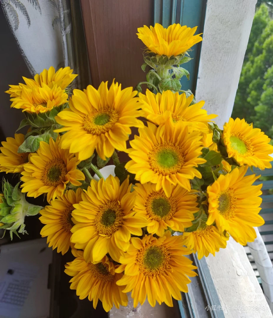 绿心迷你向日葵5支