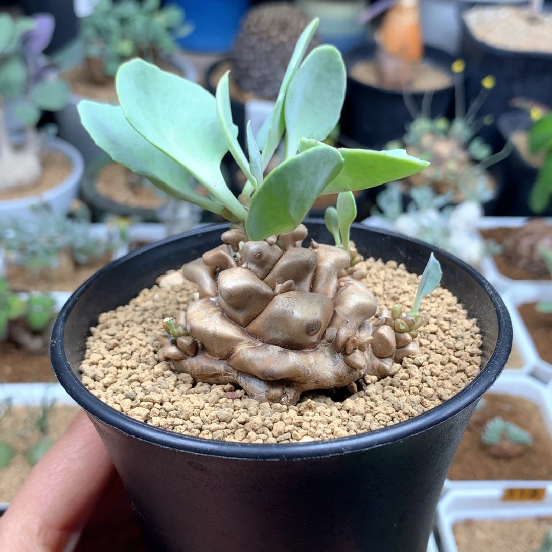 蛮鬼塔厚敦菊母本带盆