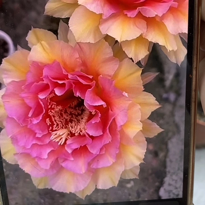 彩草42号带根5.5公分左右