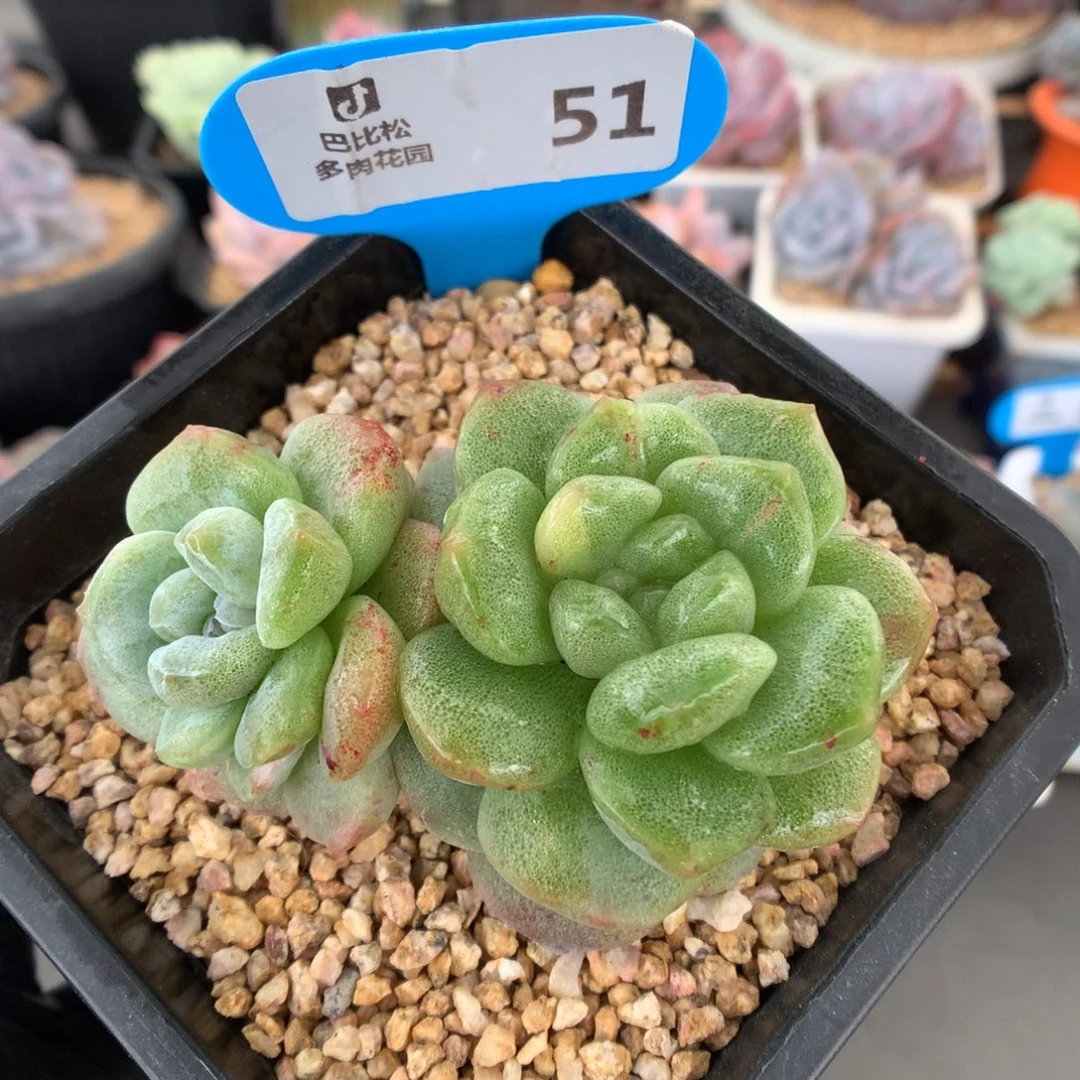 51 翡翠绿冰玉石化