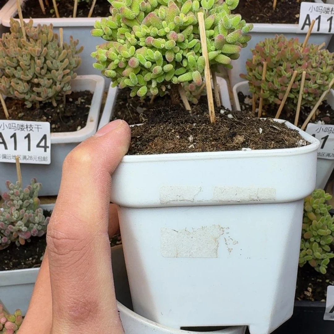 枝干番杏 蜜橘糖球