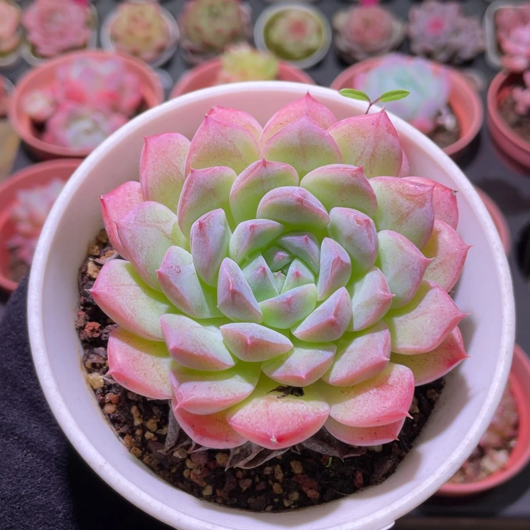 花利美30-632白桃汽水