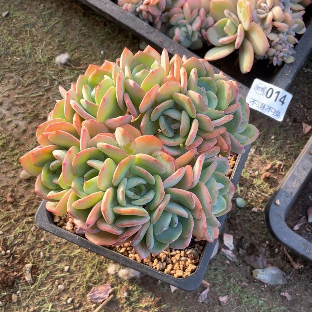 【闪购商品】当前无花栽培后可以开花白月光朵朵