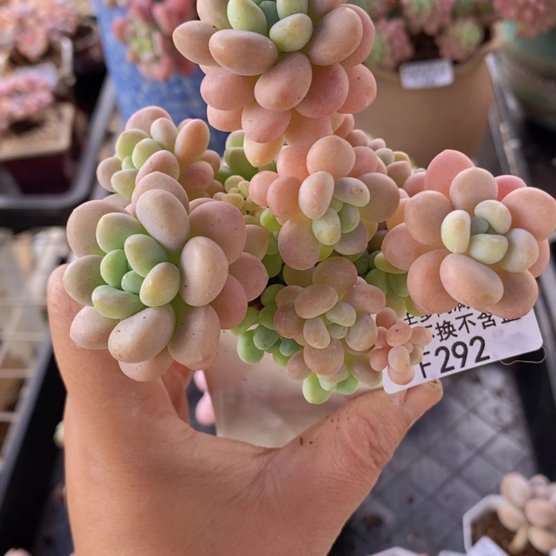 洛可可8cm292多肉植物