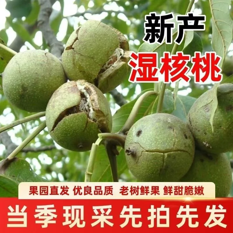 【新鲜核桃】小核桃云南高山去青皮新鲜湿核桃薄壳脆嫩多汁