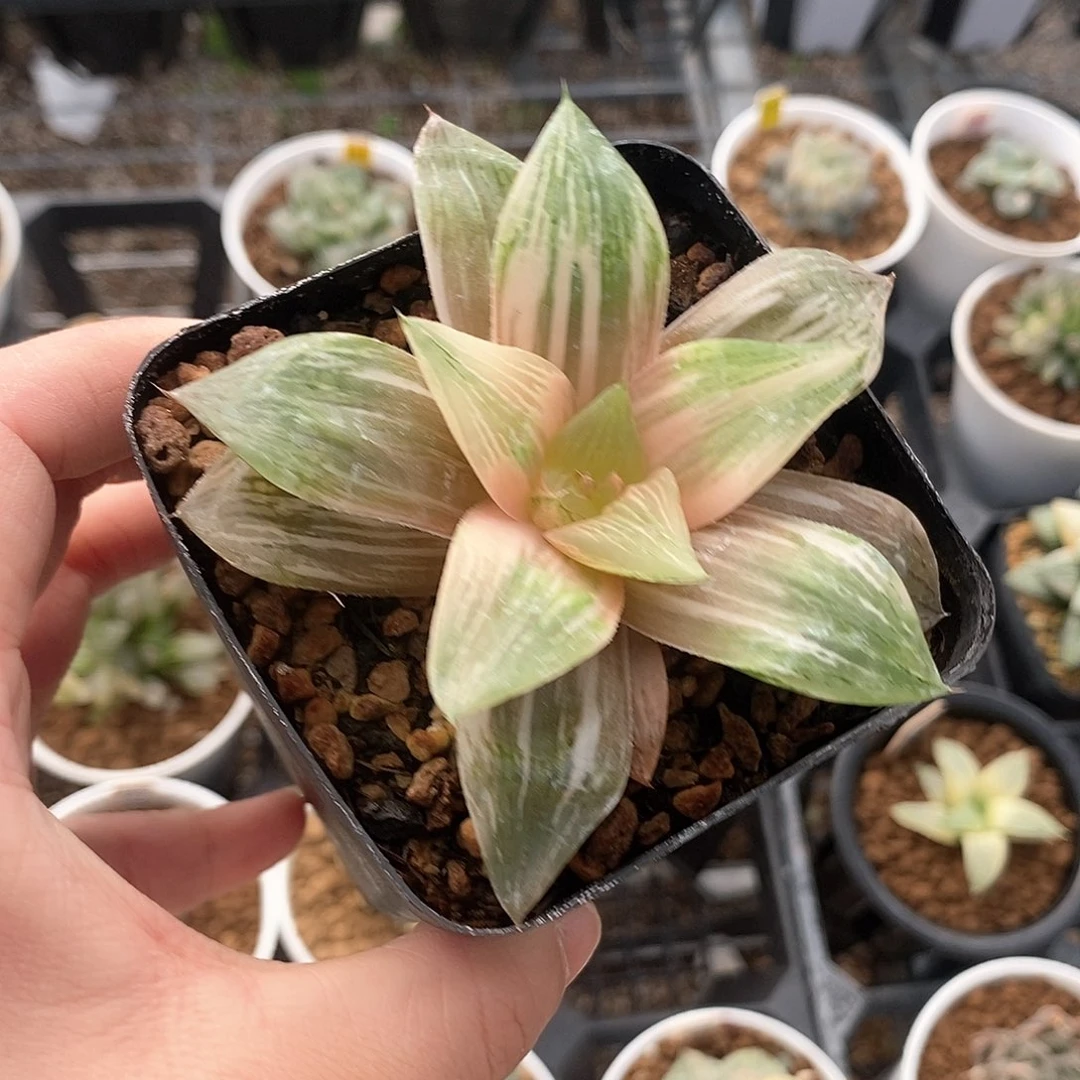 红陶三仙变异锦一物一拍